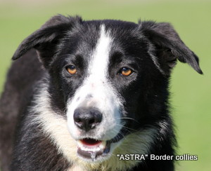Kane, Black and white smooth coated border collie